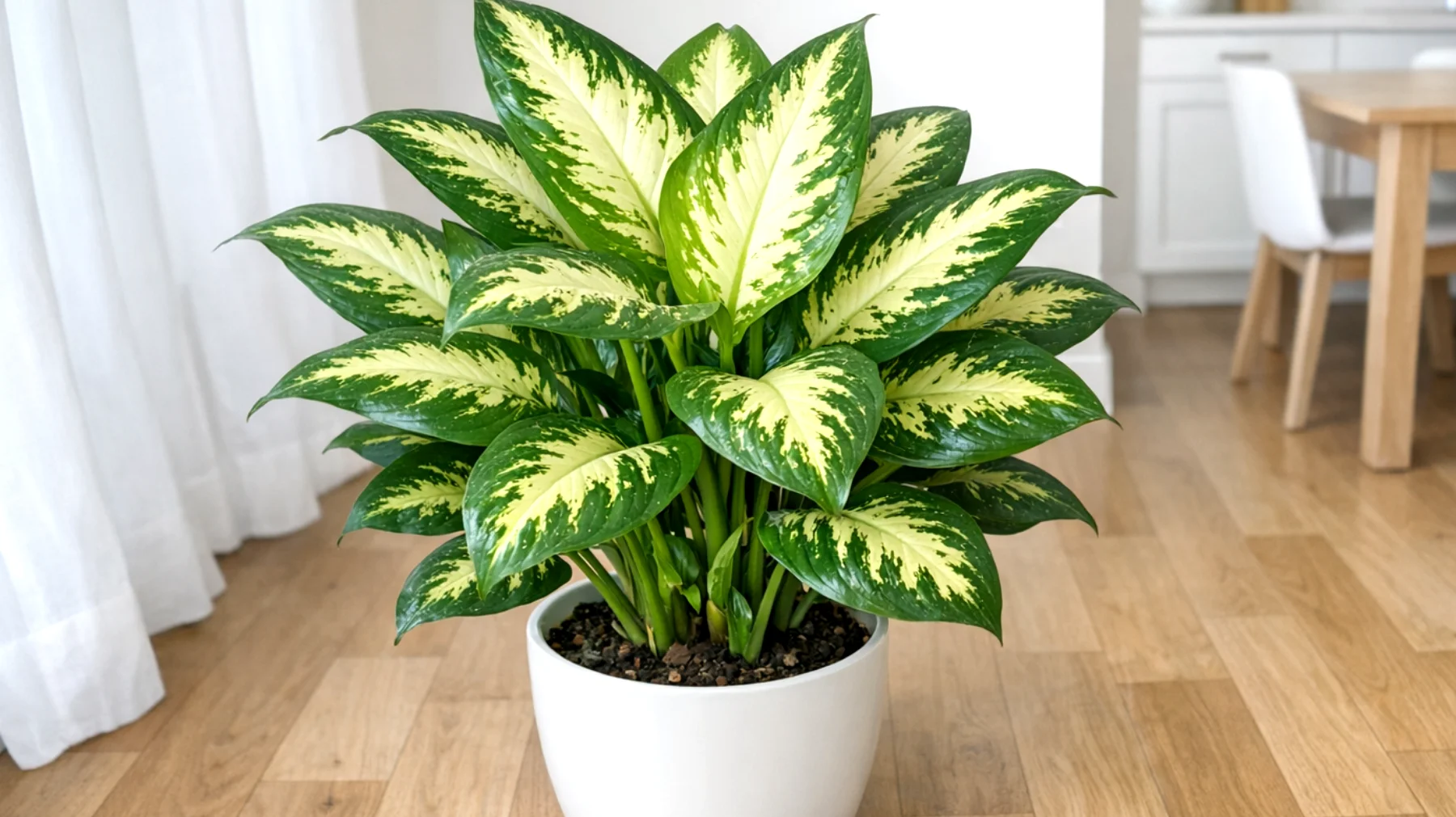 Dieffenbachia"